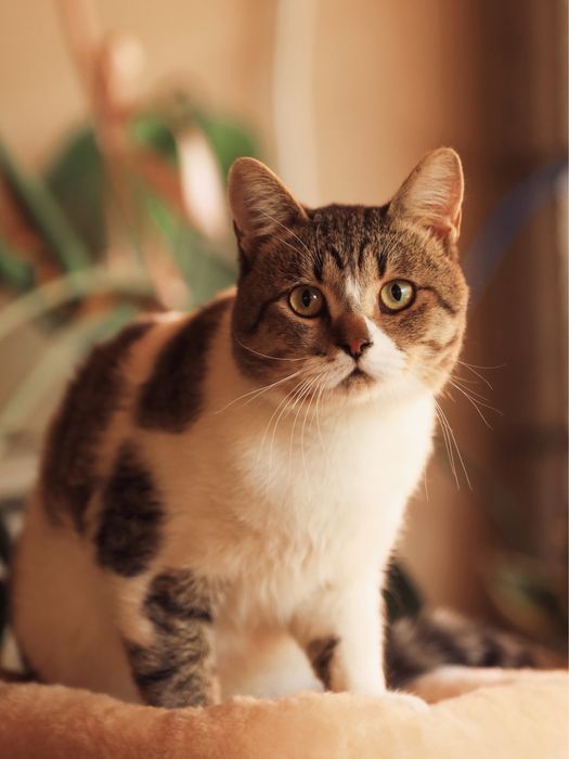 Утончённый метис скоттиш-страйт ищет заботливую семью!