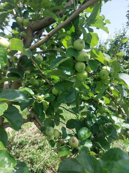 Сад продам 5 гектаров ниже Бака