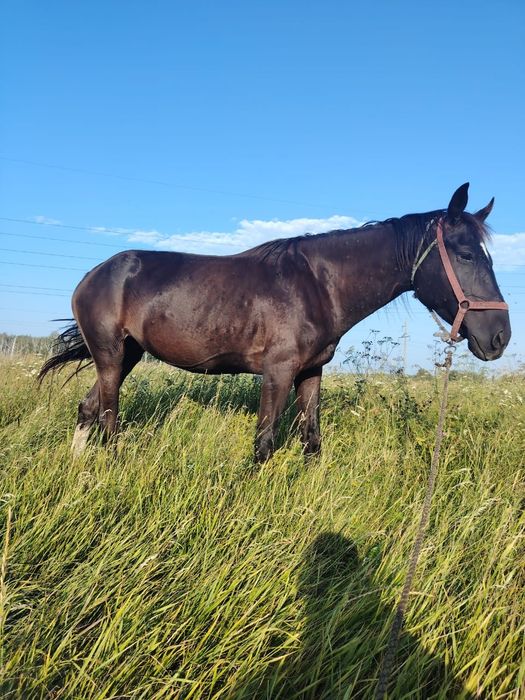 Продам кабылку 6лет