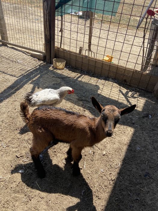 Iezi alpin francez si saneen