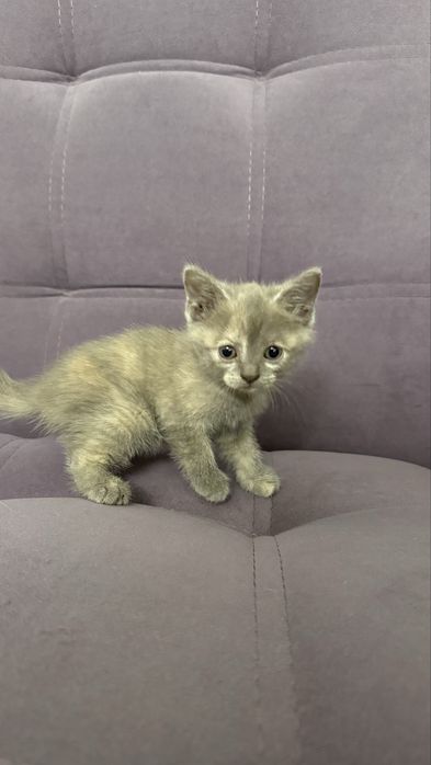 Отдам котят 1,5 месяца, мальчик и девочки