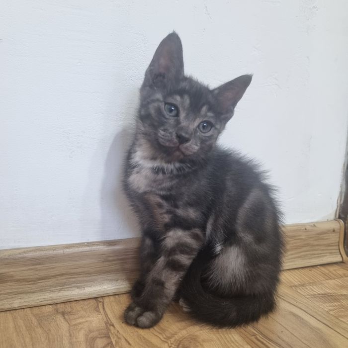Котята Алматы. 3 сладких жёпы
