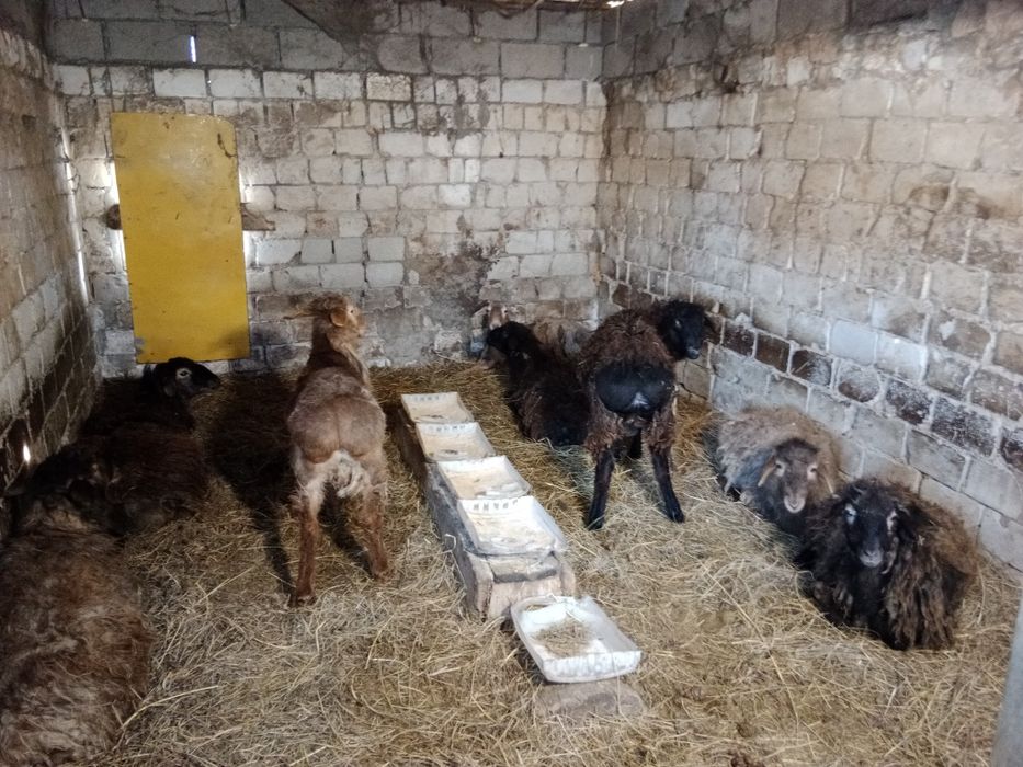 8 бас еркек токтылар сатылады.