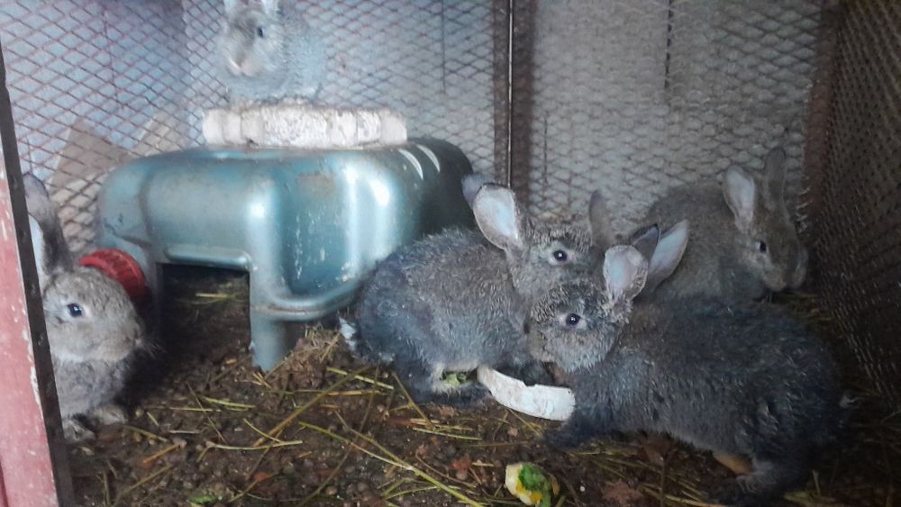 Продам крольчатов 10 штук