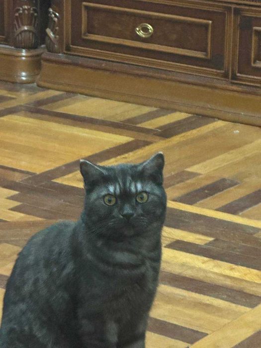 Коты в Ташкенте не дорого