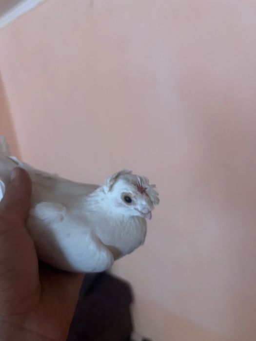 Продаёться голубь