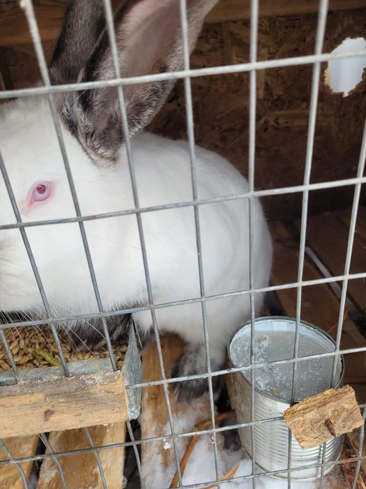 Продам кроликов Калифорнийских