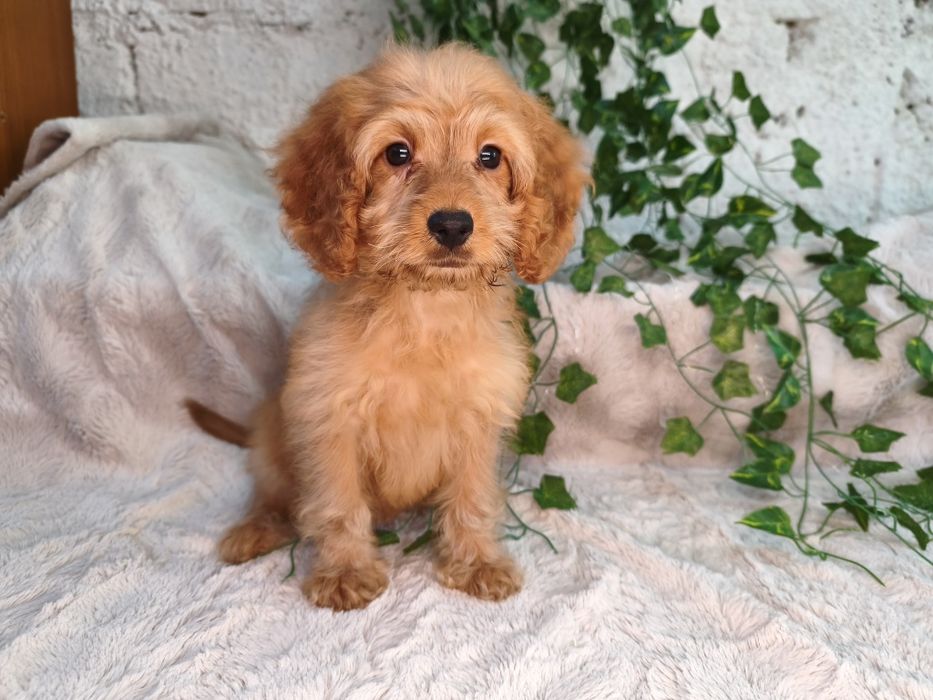 Vand fetita Cockapoo f1 rosu