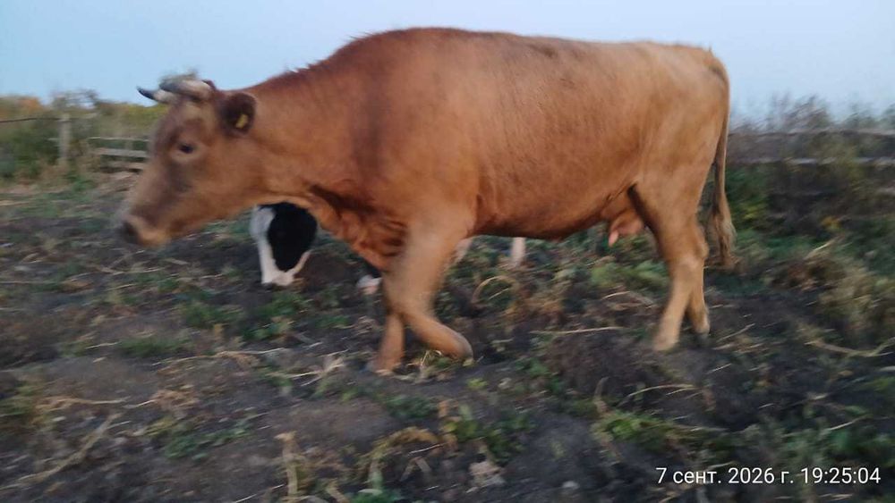 Продам крупную корову
