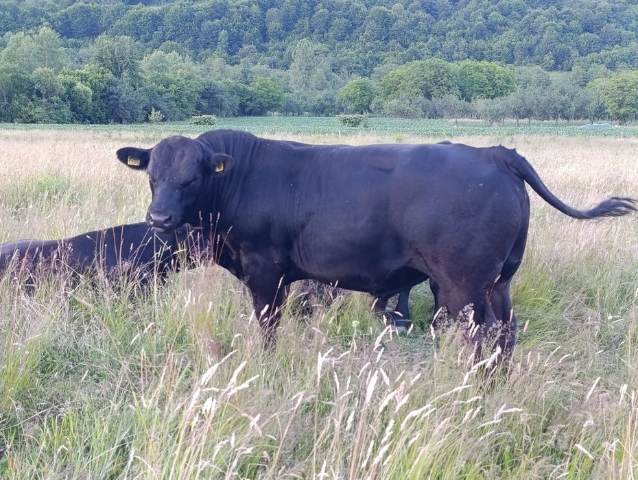 Tauri angus pentru reproducție 
3000e/bucată .