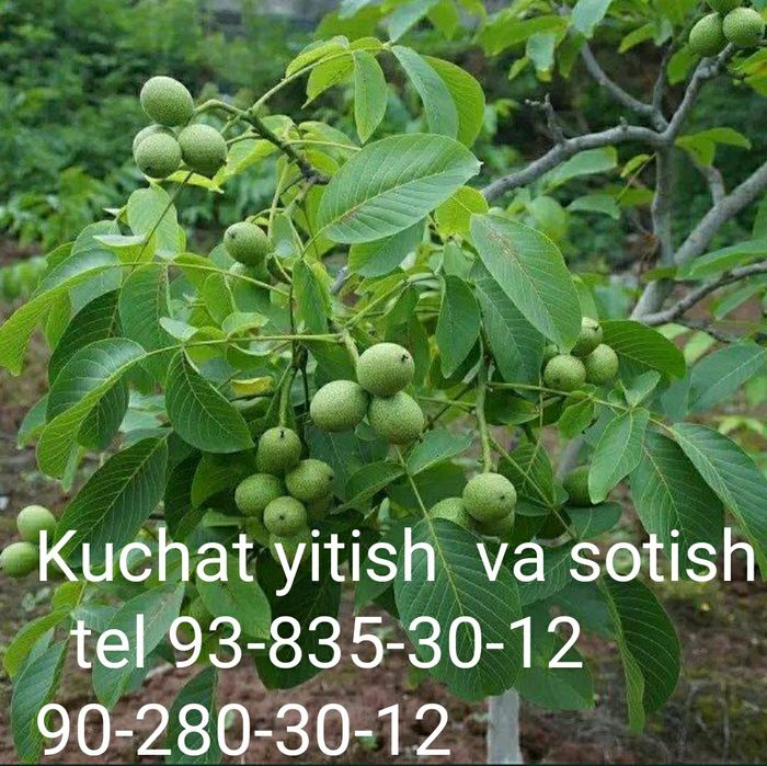 Karlek VA polekarlek yongoqlar 100%