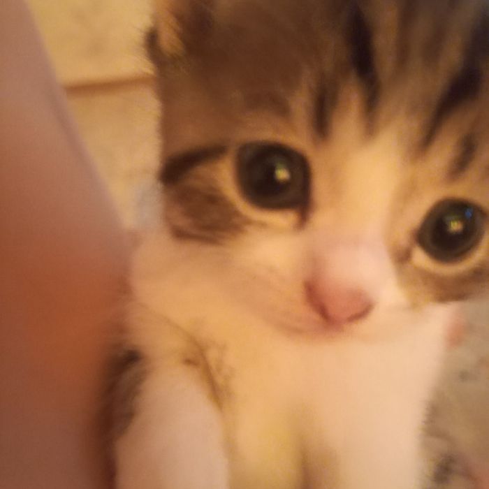 Бритаские котята один месяц