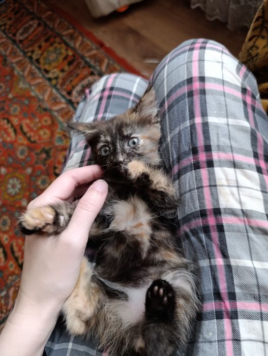 Кошечка в добрые руки