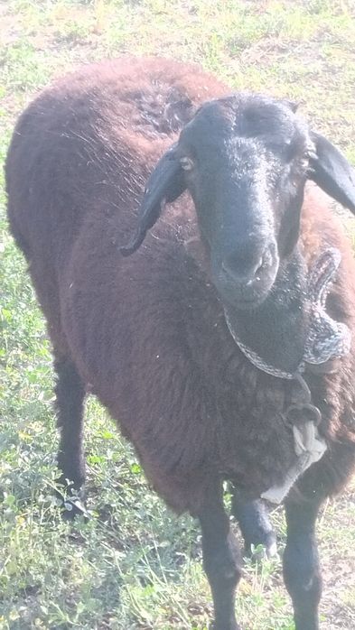 Когон шахарда кучкор бара