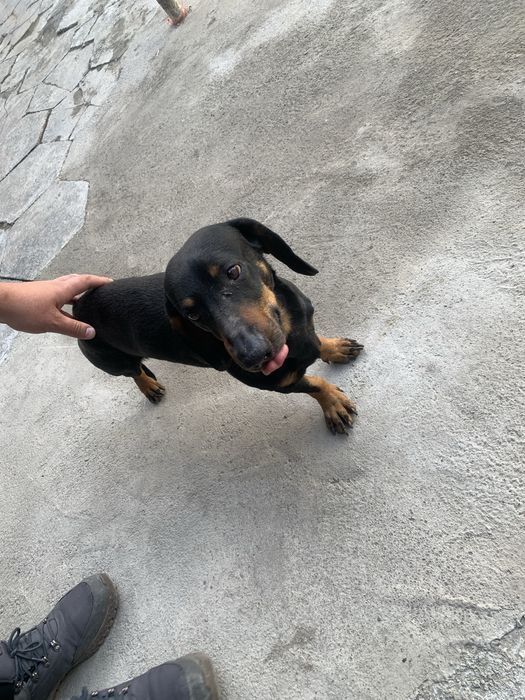 Продается собака Такса