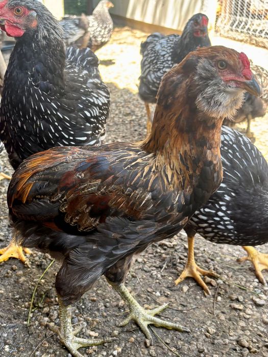 Cocosi Araucana rasa pura eclozati mai 2026.