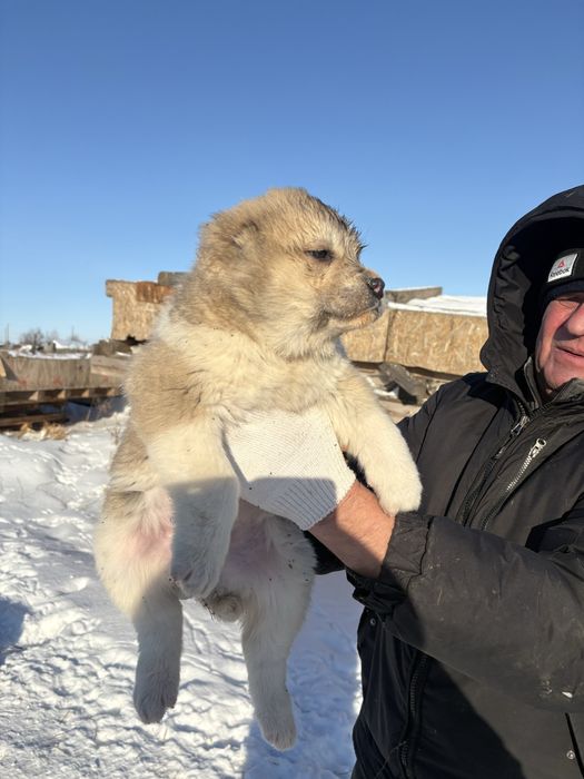 Щенки алабай среднеазиатская овчарка