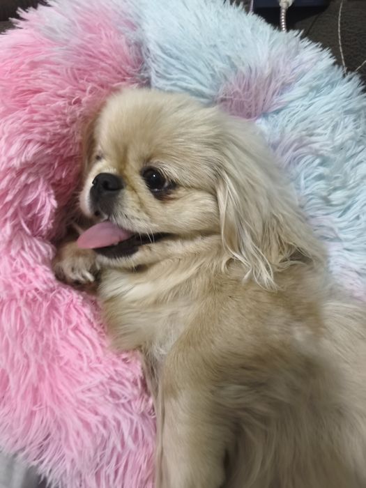 Ищим жениха для своей принцессы