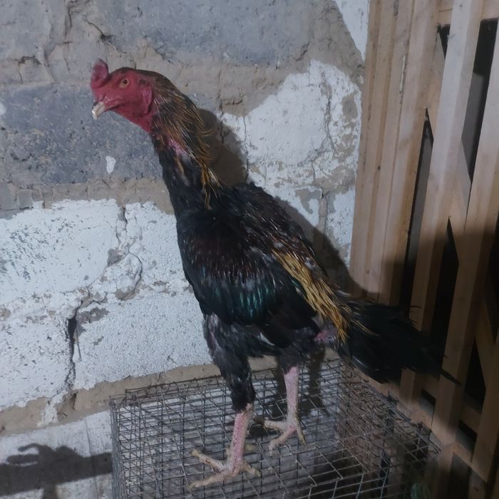 Корейц 1.5год Шпорист  5 кг
