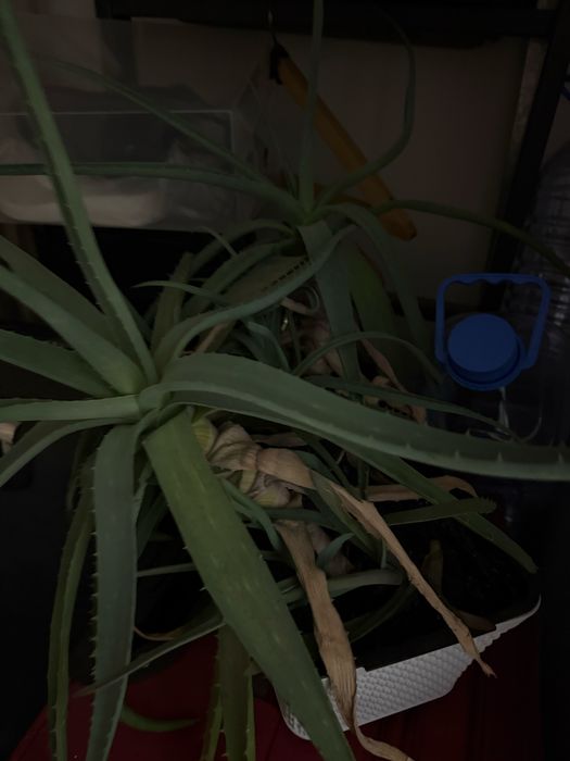 Продам растение алое.