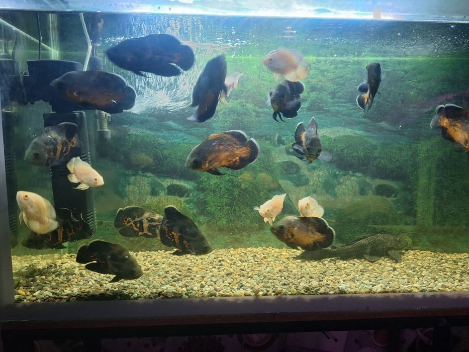 Астранатус сатылады