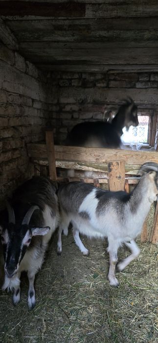 Vând iede de 1 an  din capre foarte bune de lapte