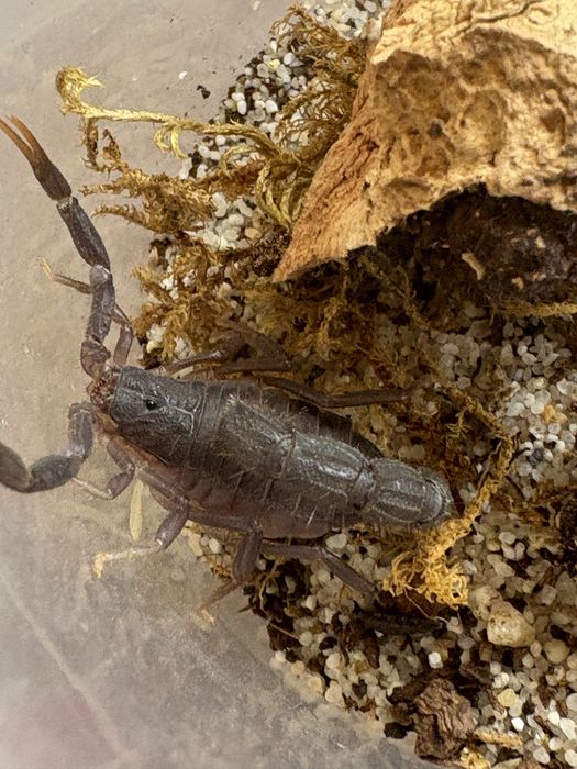 parabuthus transvaalicus 4-5in