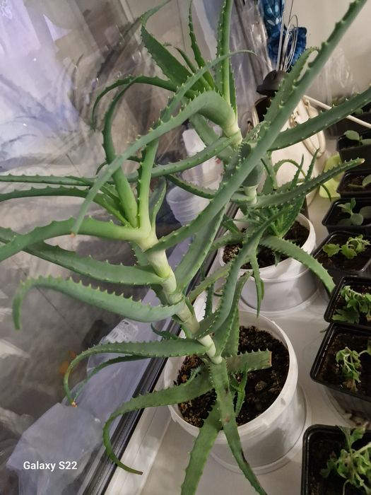 Продам алоэ на лечение.