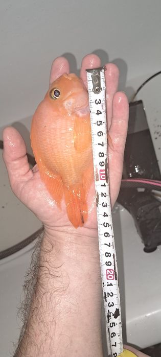 Продам Цихлиду Попугай (Blood Parrot)