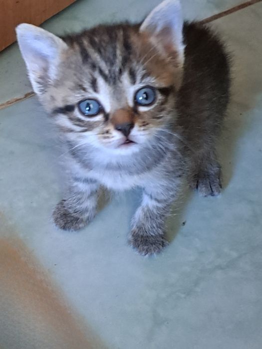 Отдам котят в добрые руки