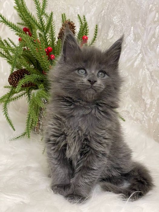 Шикарный мальчик мейнкун