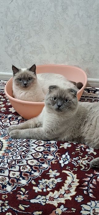 Вязка фолд колор поинт