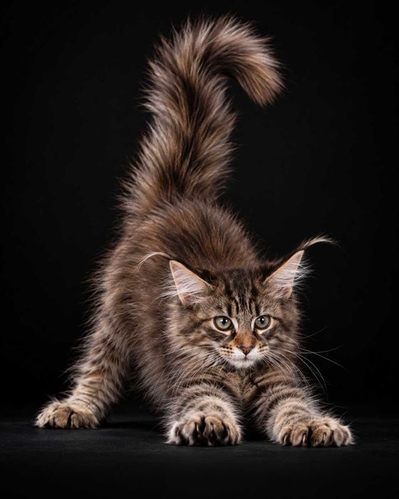 ATHENA – Maine Coon femelă f22, pedigree | www.lynxrunecode.com