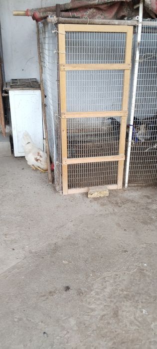 Петух хороший, большие  10 шт