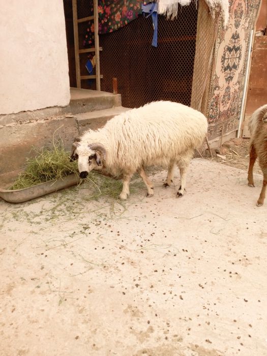 Қошқарлар  сатилады