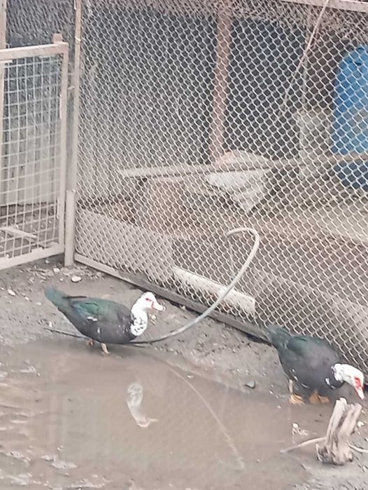 Индоутки на племя