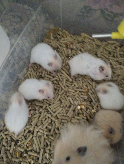 Хомяки сирийские