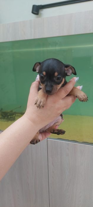 Щенки той терьера