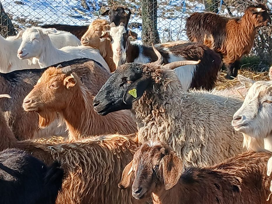 Vand capre tinere și oi carabase