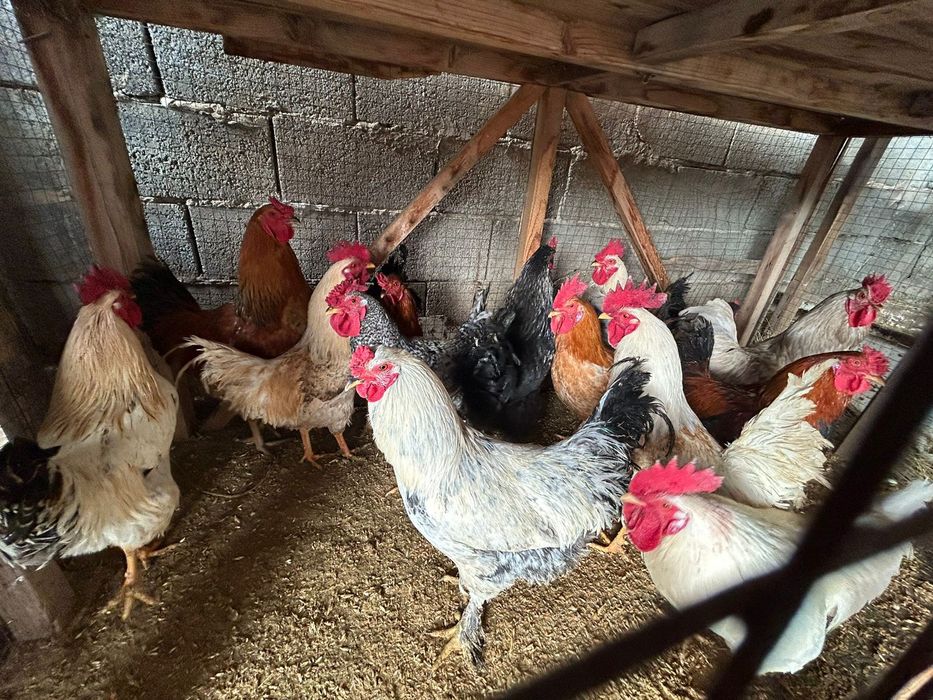 Қораздар 8 айлық 15 бар қолда