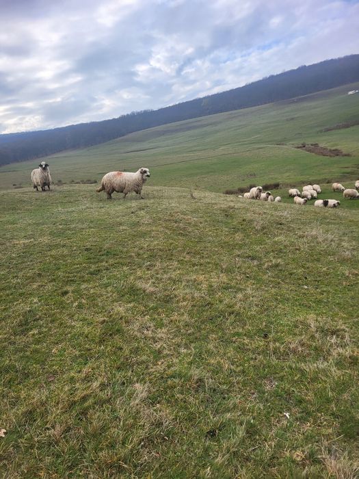 Vând oi pentru mai multe detalii în privat!