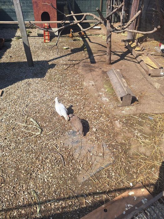 Fazani de vanzare auriu pe galben argintii si pauni