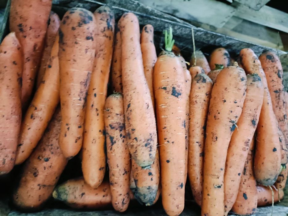 Morcov lux 2lei morcovi