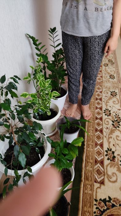 Комнатные растения