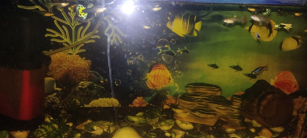 Продам аквариумных рыбок