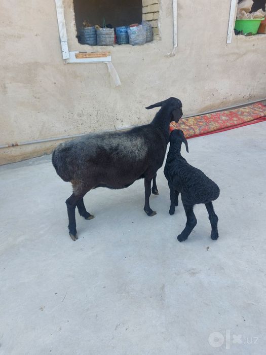 Sotiladi 2 qorin bolasi moda soglom