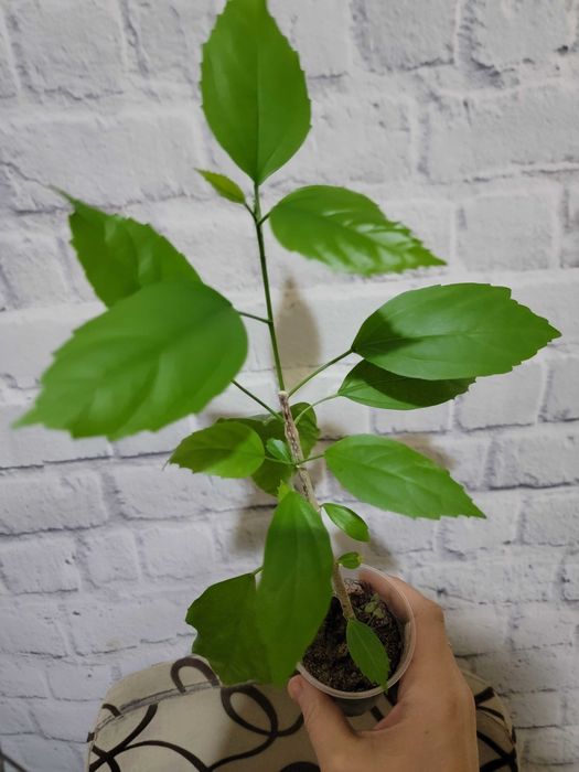 Комнатные цветы. Гибискусы.