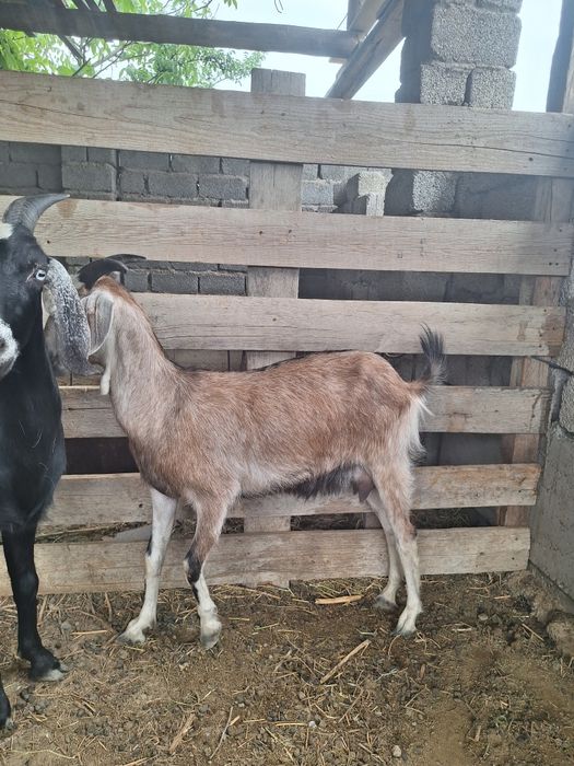 Үш шыбыш свтвмын