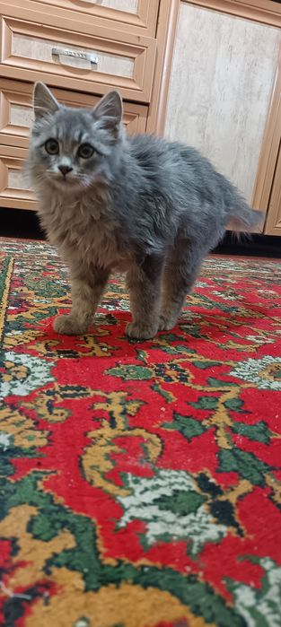 Porno kokrak tishlash