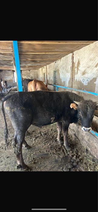 Коровы бычки на откорме